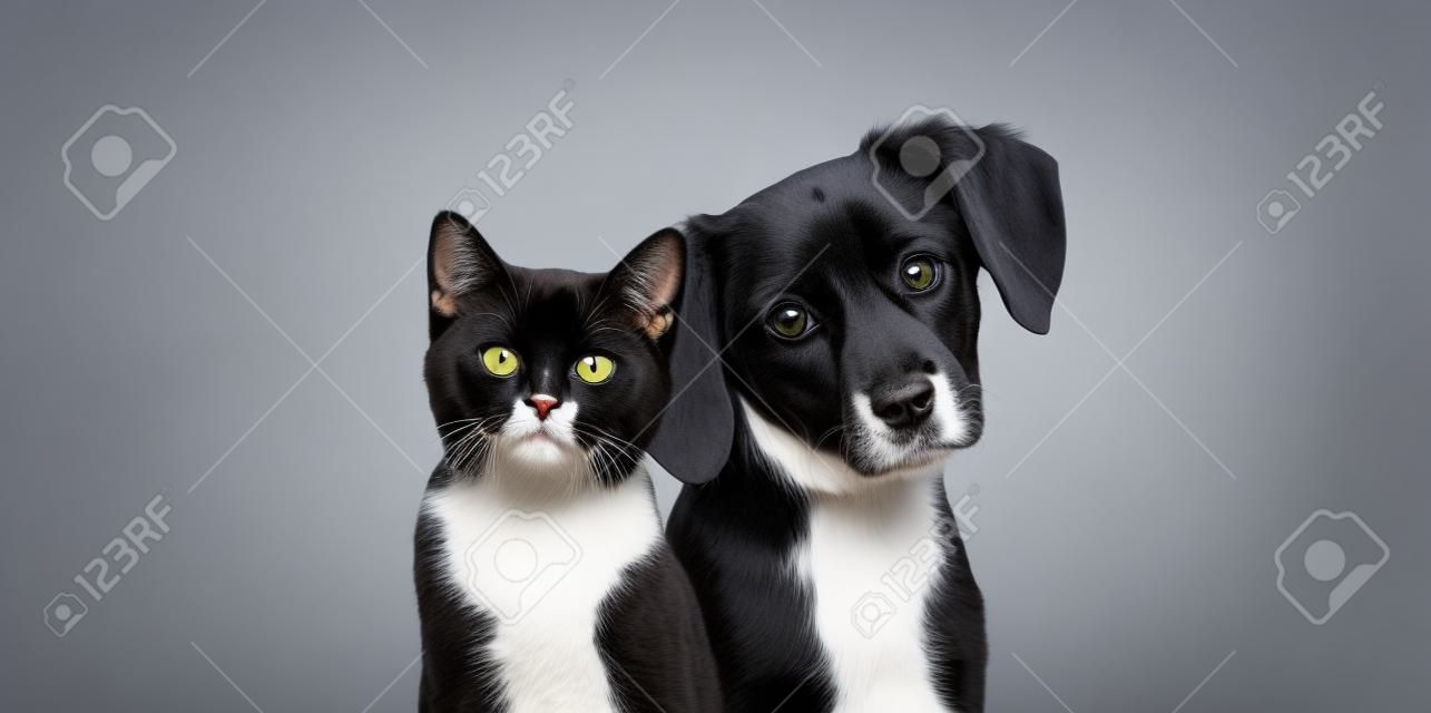 Gatto e cane insieme guardando la telecamera isolata sul grigio