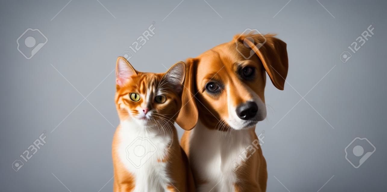 Kot i pies razem patrząc na kamerę odizolowaną na szaro