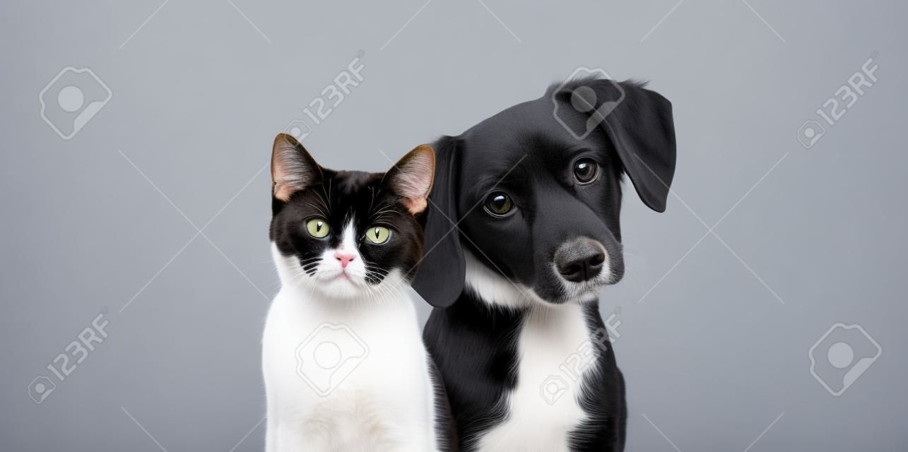 Katze und Hund schauen zusammen in die Kamera, isoliert auf grau