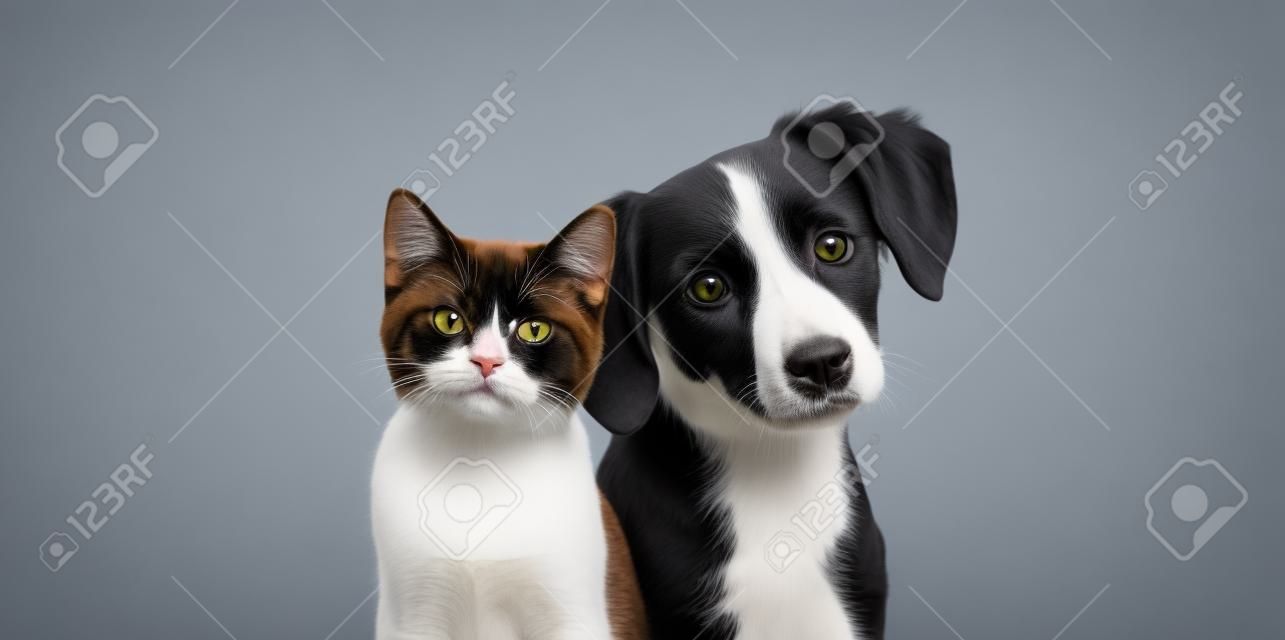 Gato y perro juntos mirando a la cámara aislada en gris