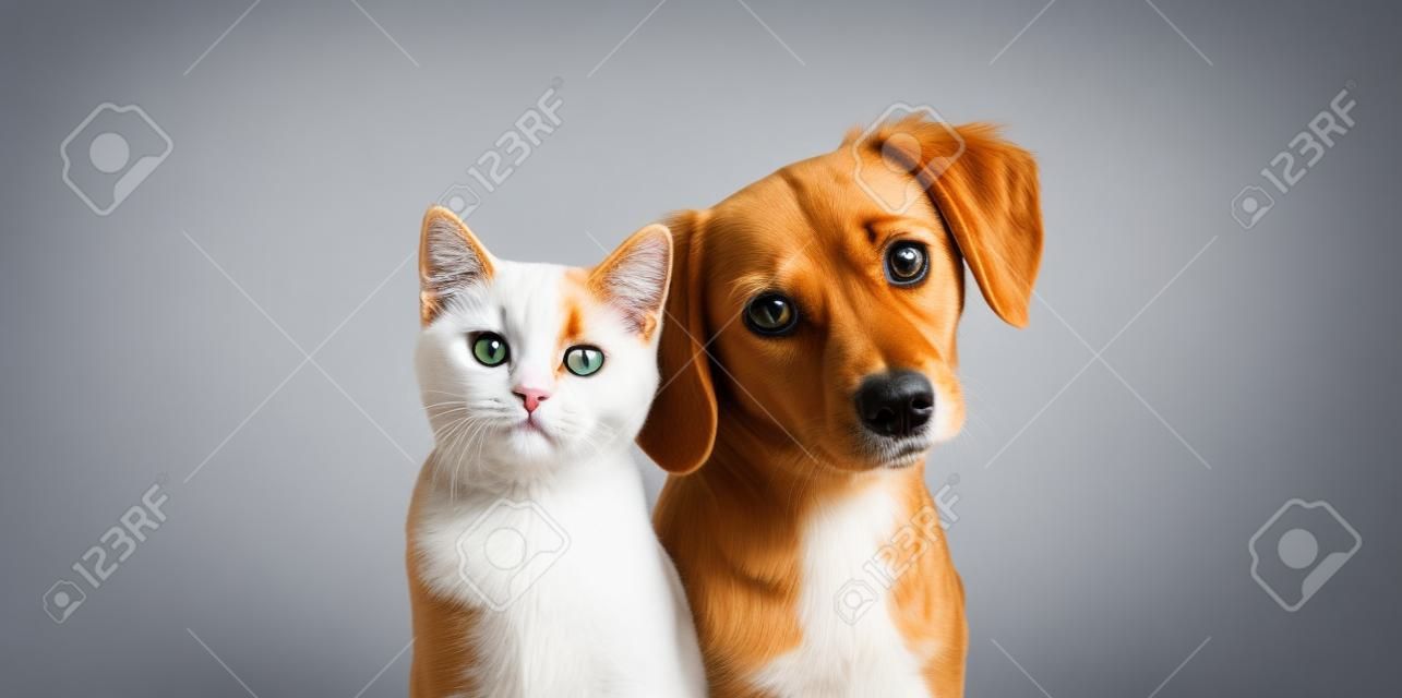 Katze und Hund schauen zusammen in die Kamera, isoliert auf grau