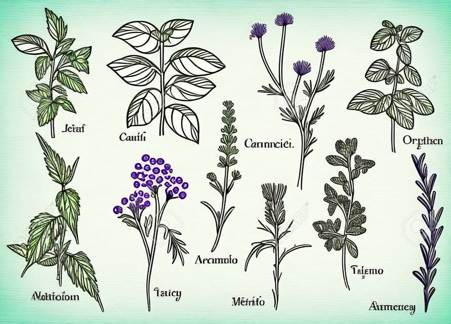 Vector illustration of medical herbs set with calligraphy labels: mint, basil, camomile, oregano, nettle, tancy, lavender, thistle, thyme, rosemary. Vintage hand-drawn style.