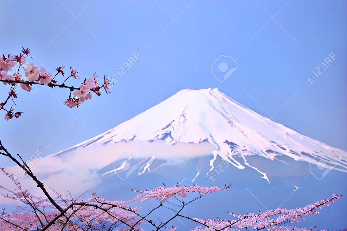 Mt Fuji and Cherry Blossom  in Japan Spring Season (Japanese Call Sakura )