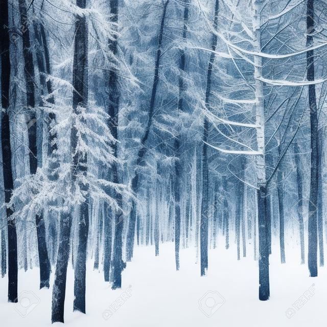 Kış orman