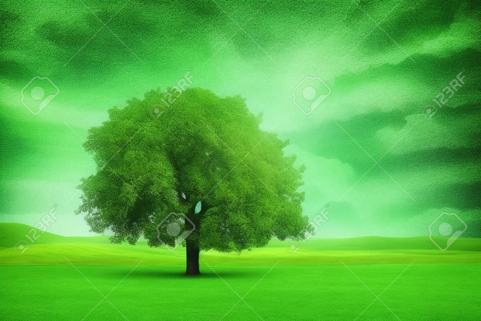 绿色田野上的树