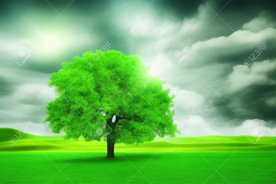 Дерево на зеленом поле