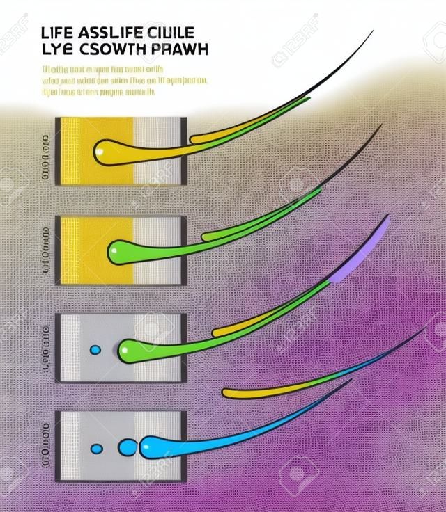 Ciclo di vita delle ciglia e fasi di crescita. Quanto durano le extension ciglia. Vista laterale macro. Guida. Illustrazione vettoriale di infografica