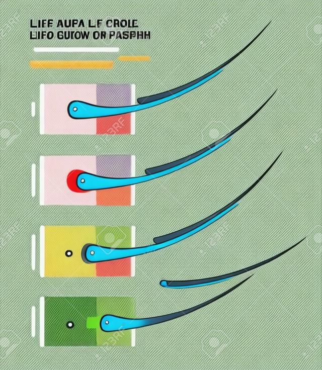 Wimpern-Lebenszyklus und Wachstumsphasen. Wie lange halten Wimpernverlängerungen. Makro-Seitenansicht. Handbuch. Infografik-Vektor-Illustration