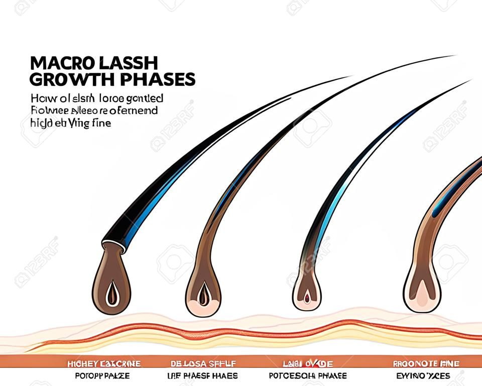 Ciclo di vita delle ciglia e fasi di crescita. Per quanto tempo rimangono le extension ciglia. Macro, messa a fuoco selettiva. Guida. Illustrazione vettoriale infografica