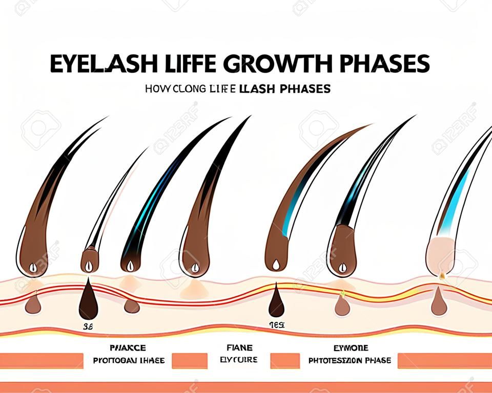 Eyelash Life Cycle and Growth Phases. How Long Do Eyelash Extensions Stay On. Macro, Selective Focus. Guide. Infographic Vector Illustration