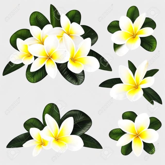 Flor de Plumeria branca e amarela