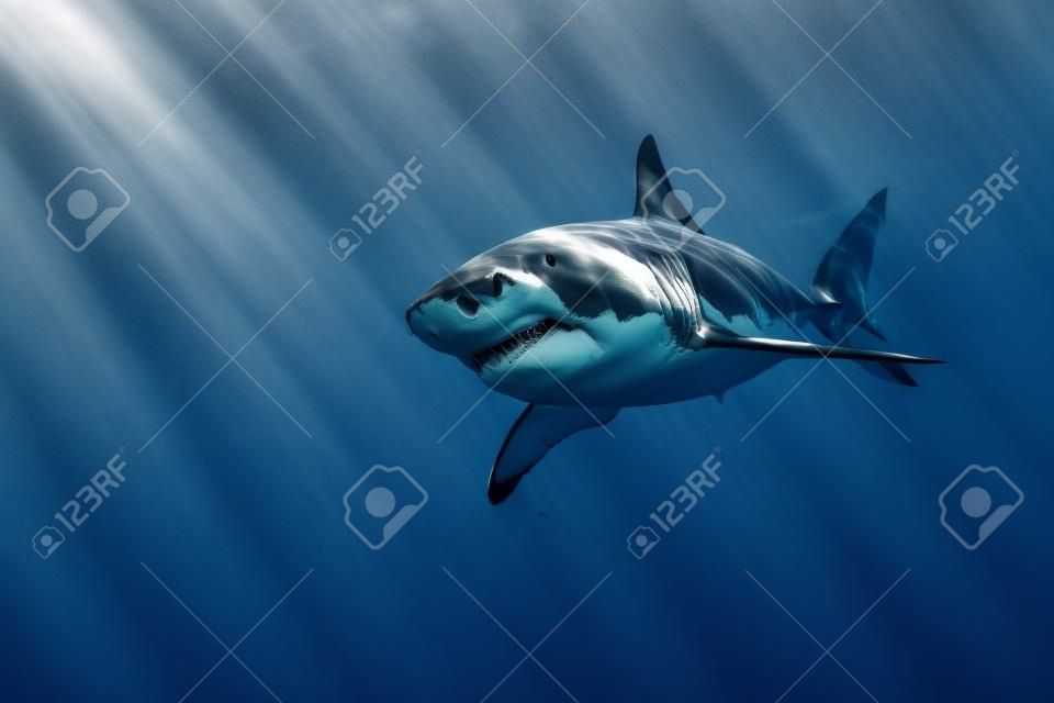 Gran tiburón blanco mientras que viene a usted en lo profundo fondo azul marino en blanco y negro