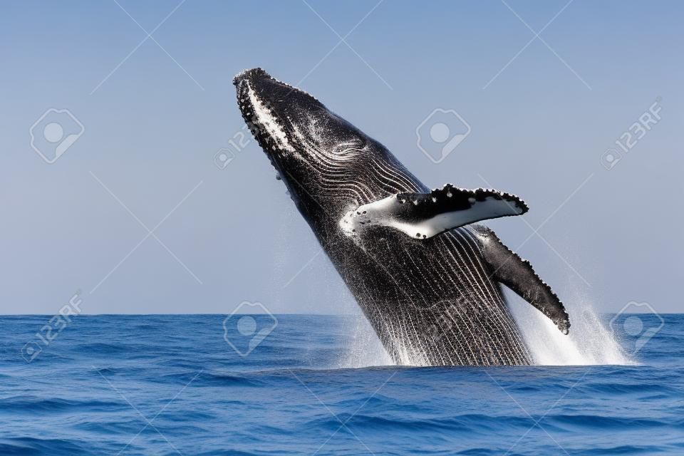 멕시코 카보 산 루카스의 태평양 배경에서 혹등 고래 위배