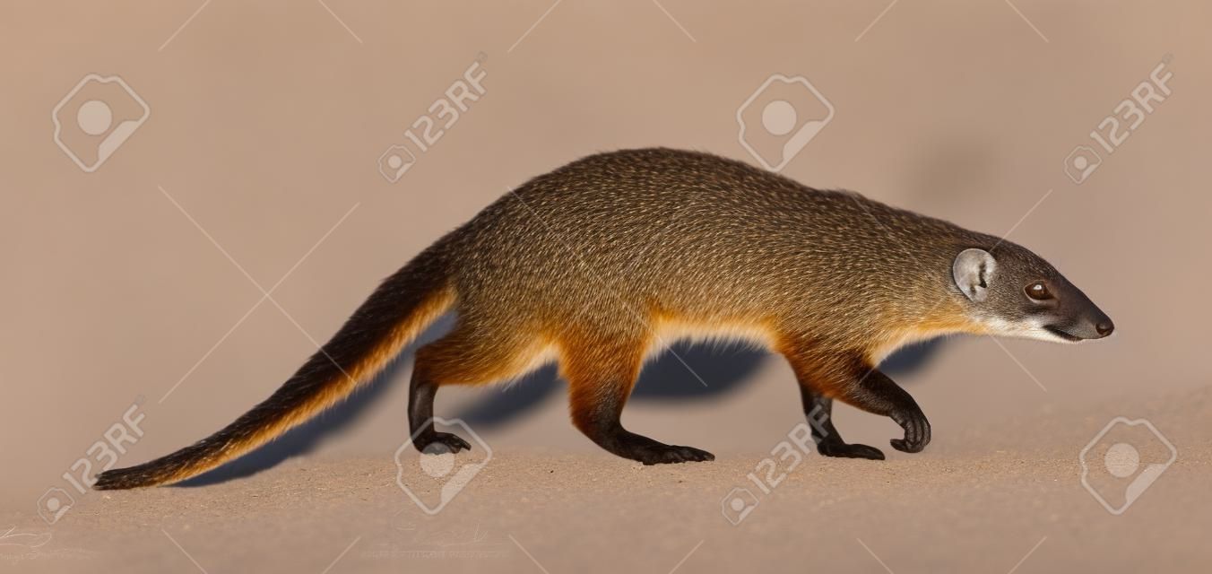 Banded mongoose (Mungos mungo). Isolated  over white background