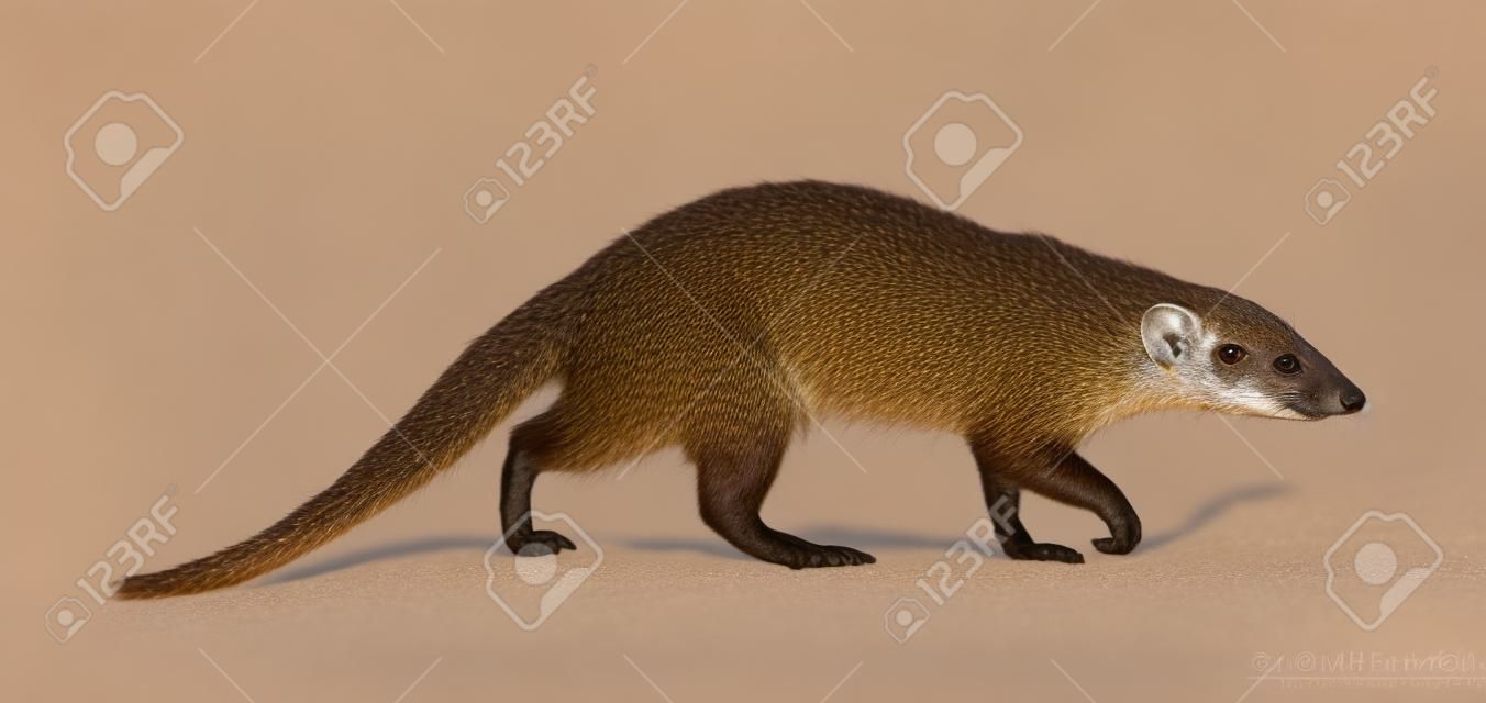 Banded mongoose (Mungos mungo). Isolated  over white background