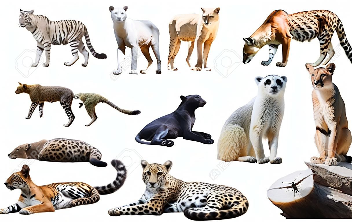 Set wilde zoogdieren geïsoleerd over witte achtergrond, voornamelijk Felidae