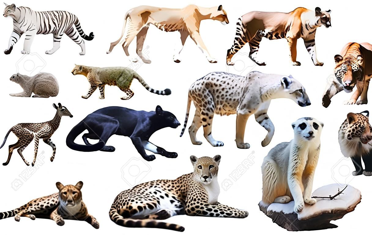 Set of wild mammals isolated over white background, mainly Felidae