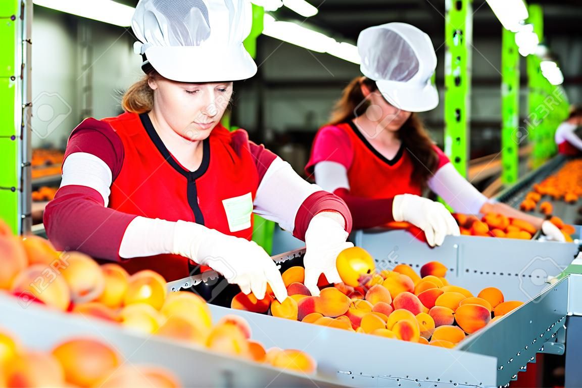 Femme souriante diligente travaillant sur la production d'une ligne de tri dans un entrepôt de fruits, préparant des abricots pour l'emballage