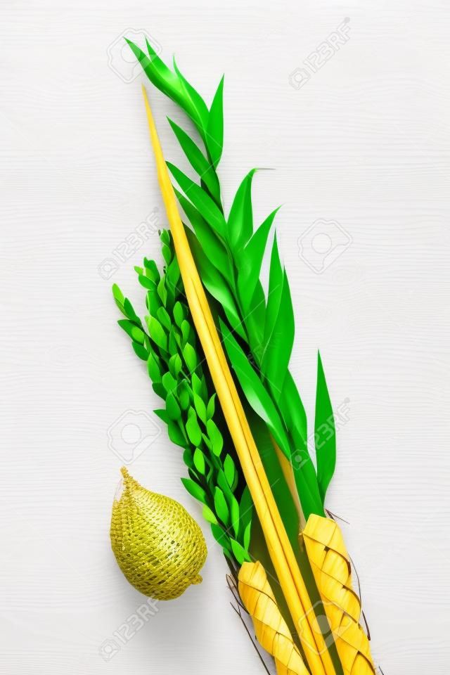 Top view on a composition of Jewish Sukkot festival symbols. The lulav - set of four species: etrog, palm frond, myrtle and willow twigs isolated on white background.