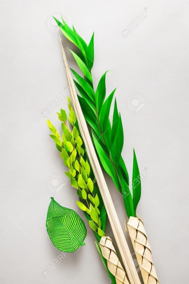 Top view on a composition of Jewish Sukkot festival symbols. The lulav - set of four species: etrog, palm frond, myrtle and willow twigs isolated on white background.