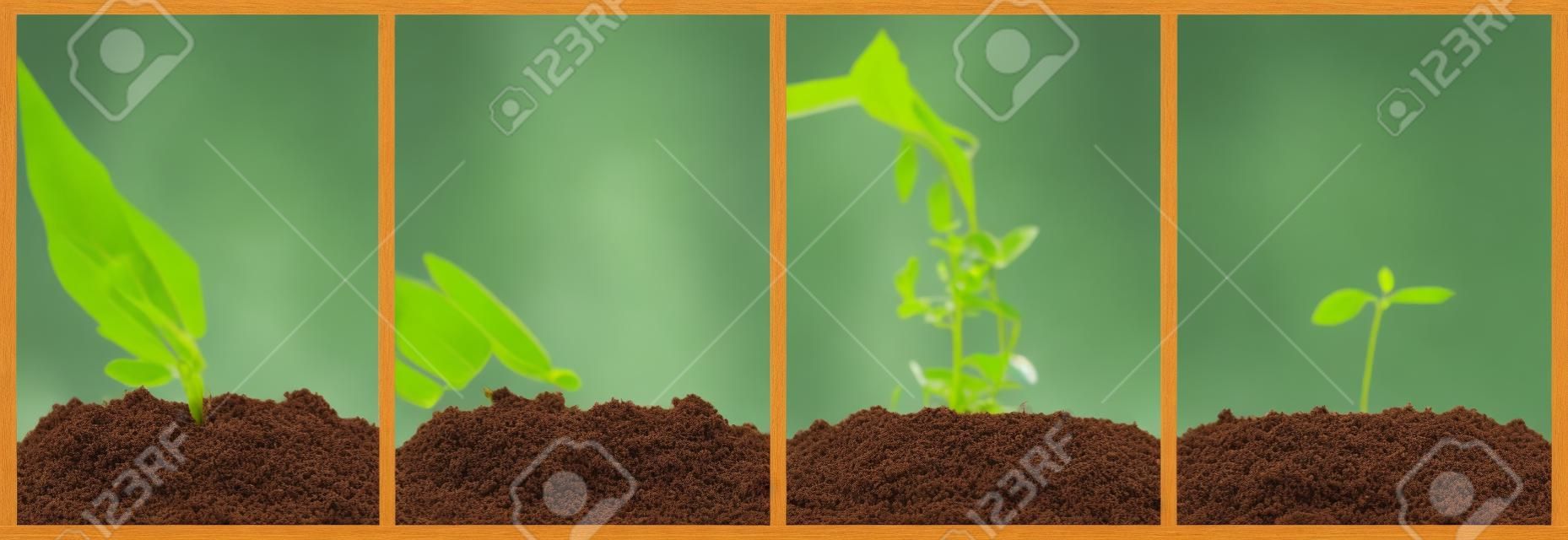Concept of seeding and plant growing in collection