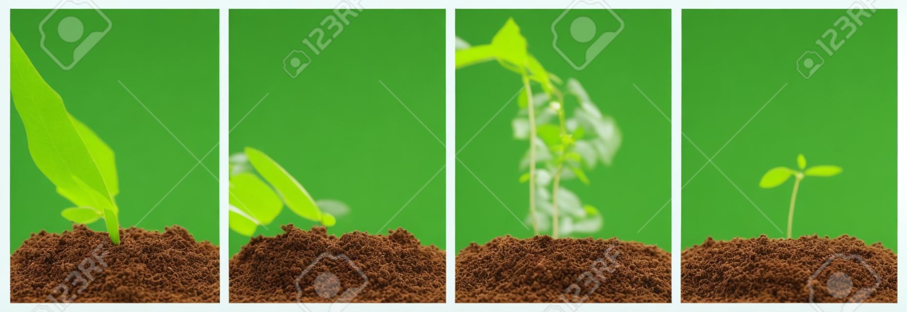 Concept of seeding and plant growing in collection