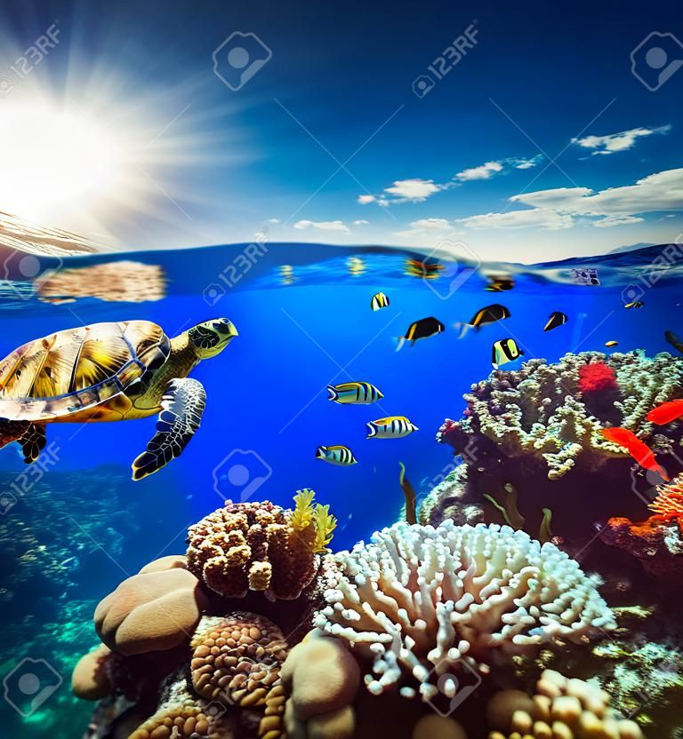 Podwodny widok rafy koralowej z horyzontu i powierzchni wody w rozbiciu na linii wodnej. Fragment żółwia zwiedzaniu rafy. Letnie wakacje koncepcji. Wysoka rozdzielczość