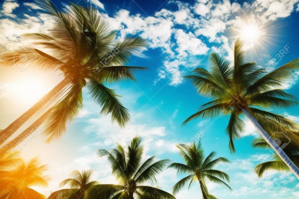 Vintage nature background - coconut palm tree on tropical beach blue sky with sunlight of morning in summer, uprisen angle. vintage photo filter