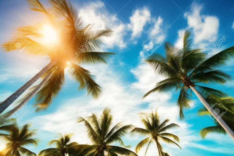 Vintage nature background - coconut palm tree on tropical beach blue sky with sunlight of morning in summer, uprisen angle. vintage photo filter