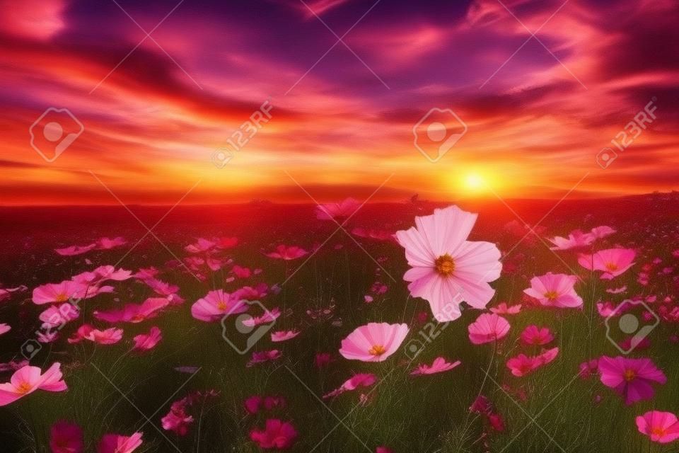 Hermoso y sorprendente del paisaje del campo de flores del cosmos en la puesta del sol. Fondo de pantalla de naturaleza.