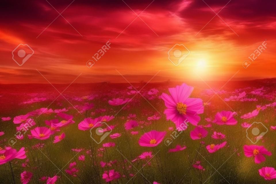 Schön und erstaunlich von der Kosmosblumenfeldlandschaft im Sonnenuntergang. Natur Wallpaper Hintergrund.
