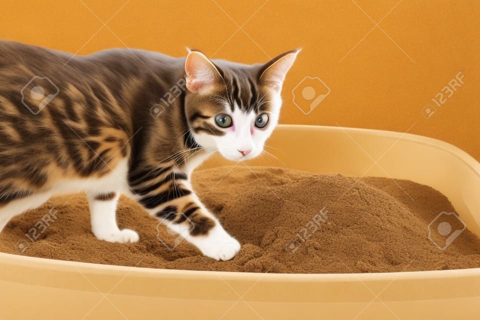 The excretion of a cat at the sandbox in the morning.