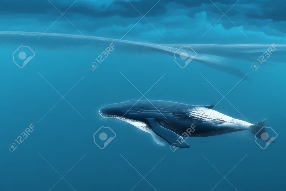 baleines dans la moitié de l'eau