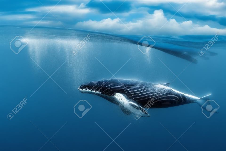 baleines dans la moitié de l'eau