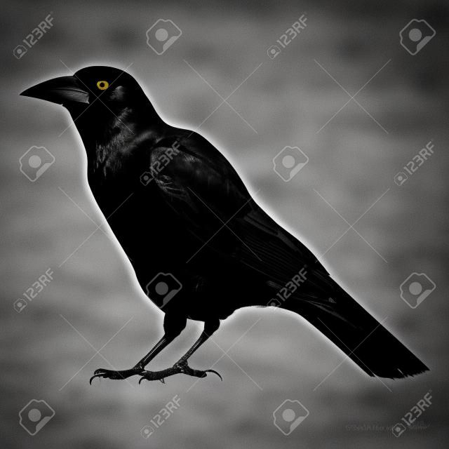Une silhouette noire et blanche d'un corbeau