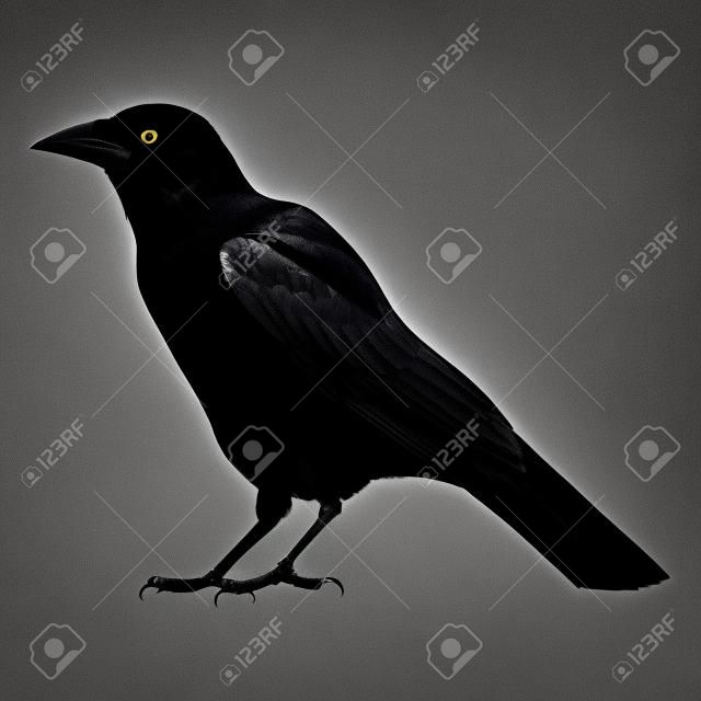 Una silhouette in bianco e nero di un corvo