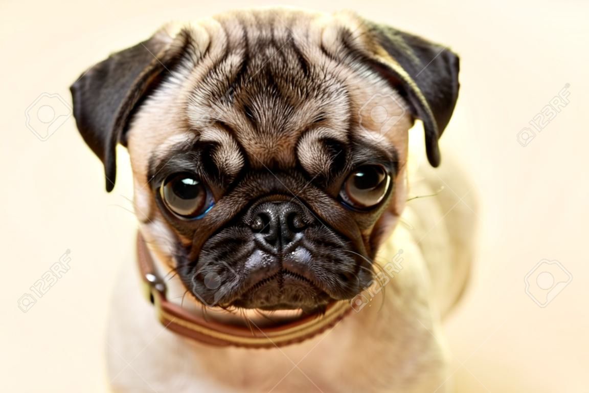 puppy pug portrait