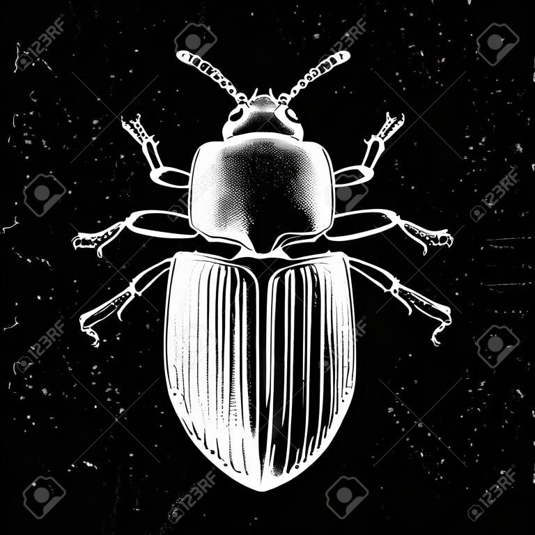 Hand drawn Darkling beetle vector illustration. Mystic entomological illustration. Vintage high detailed insects drawing on artistic black background.
