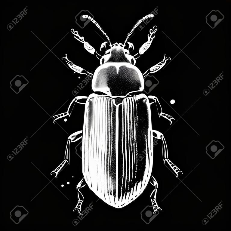 Hand drawn Darkling beetle vector illustration. Mystic entomological illustration. Vintage high detailed insects drawing on artistic black background.