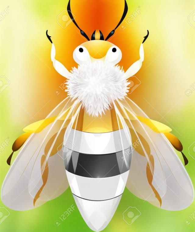Honey Bee su bianco.