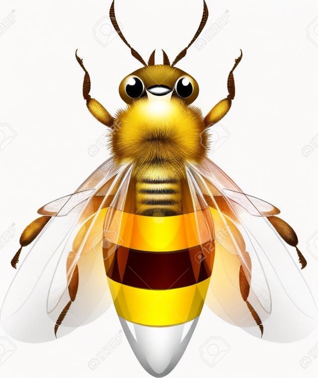 Honey Bee over white.