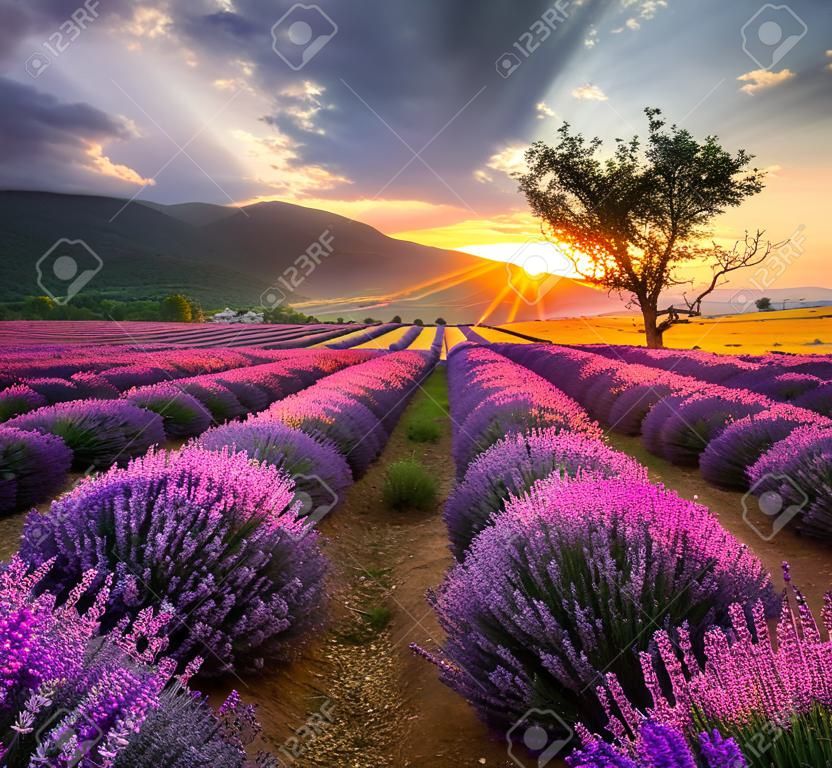 Prachtig landschap met lavendelveld bij zonsopgang
