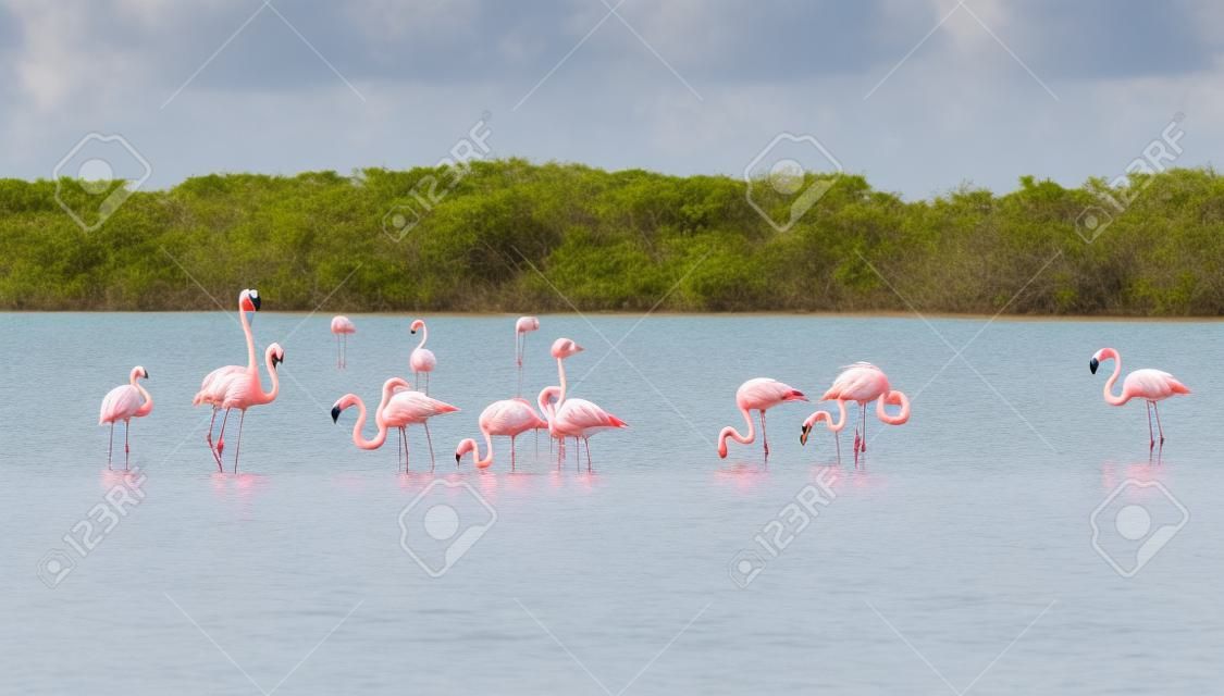 リオ Lagartos 生物圏保護区、ユカタン、メキシコでフラミンゴ