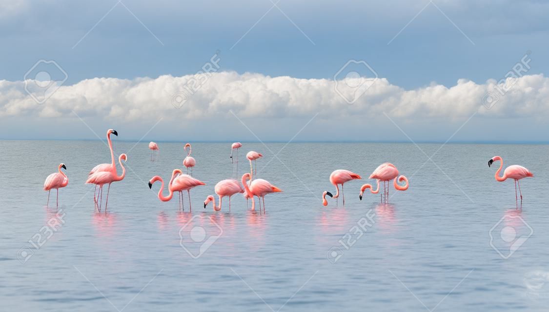 Flamingo's in Rio Lagartos Biosfeerreservaat, Yucatan, Mexico