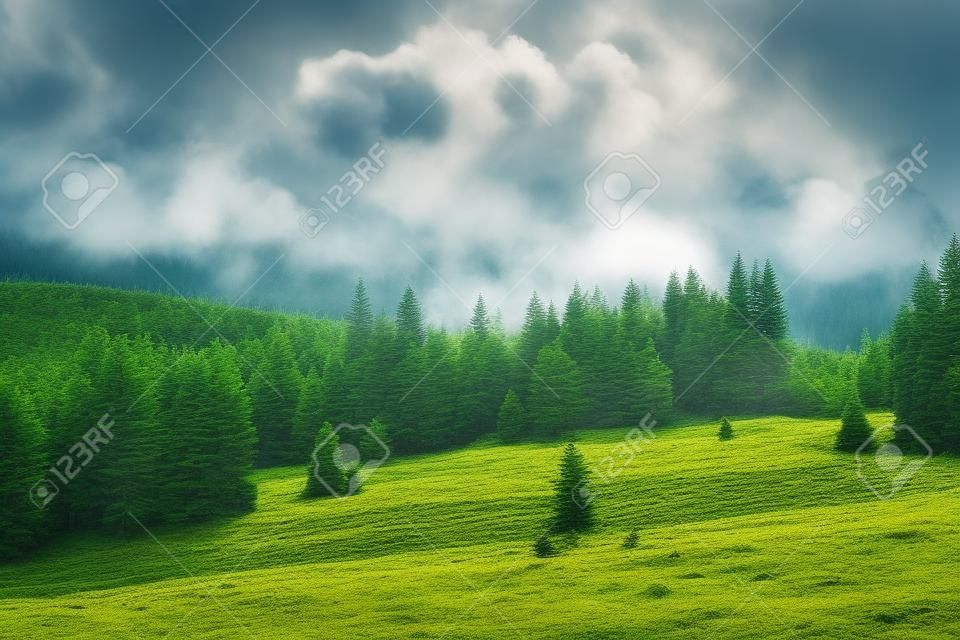 Naturalny zielony las świerków na sumawie, czechy