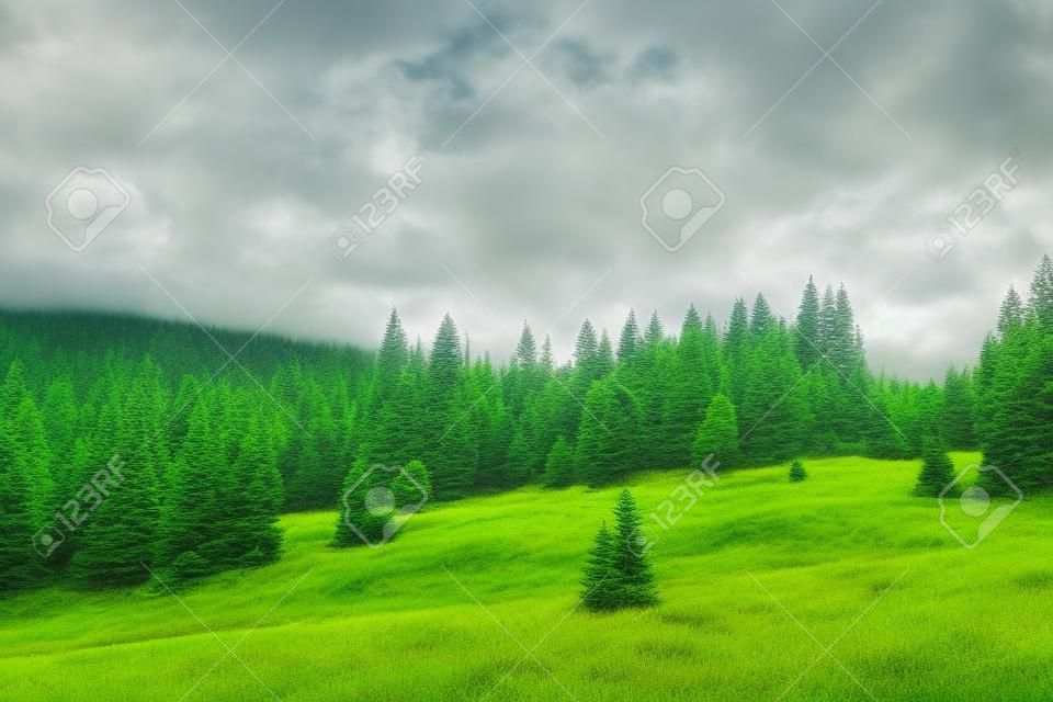 Natural green forest of spruce trees in Sumava, Czech Republic