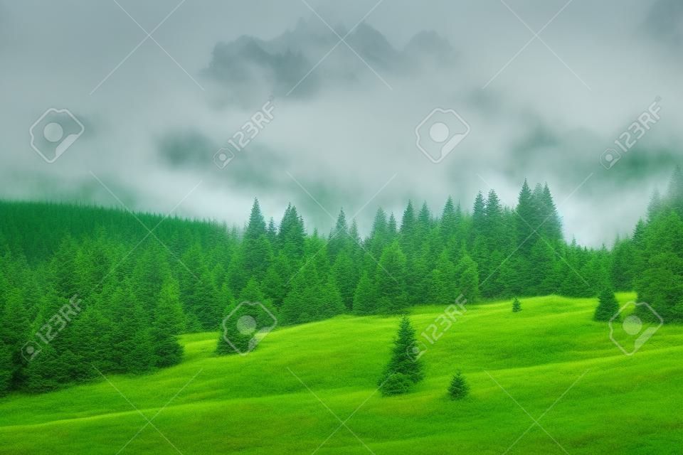 Natural green forest of spruce trees in Sumava, Czech Republic