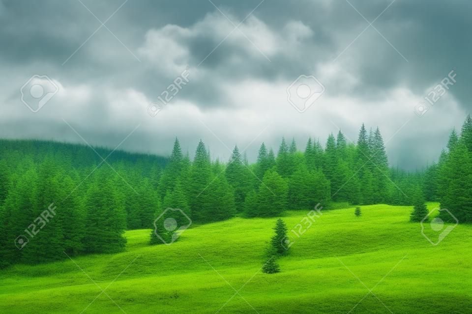 Forêt verte naturelle d'épinettes à Sumava, République tchèque