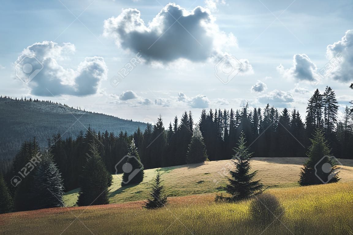 Natürlicher grüner Fichtenwald im Böhmerwald, Tschechische Republik