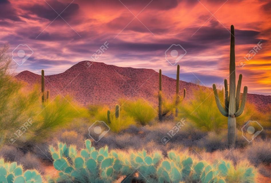Saguaro Cactus, prickly pear cactus, mountains and clouds